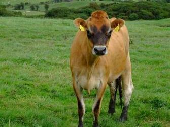 Cow Wallpaper Cows