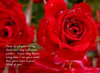 Spot Red Rose Transit Html