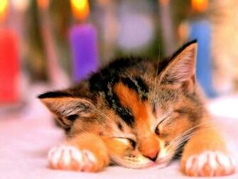 Sheba Kitten Wallpaper Red Kittens Desktop Running Cat Slapende