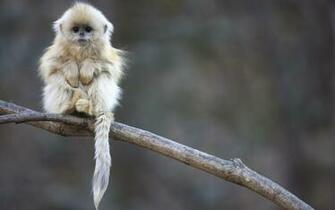 Snub Nosed Monkey Baby Wallpaper