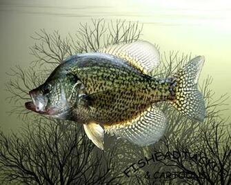 Panfish Wallpaper