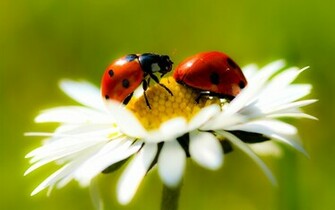 Zwei Marienk Fer Auf Ein G Nsebl Mchen In Daisy