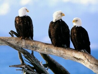 Wild And Bald Eagles Wallpaper HD