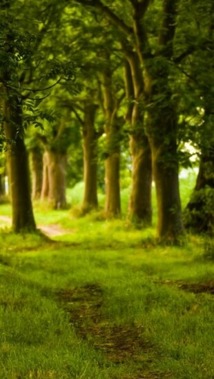 iPhone Wallpaper Nature