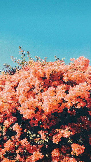 Spring Aesthetic Wallpaper