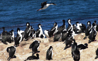 Bird Animal Imperial Shag 4k Ultra HD Wallpaper
