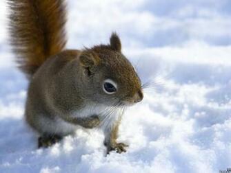 Small Animal Wallpaper