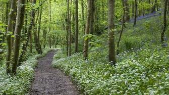 Deciduous Woodland Wallpaper
