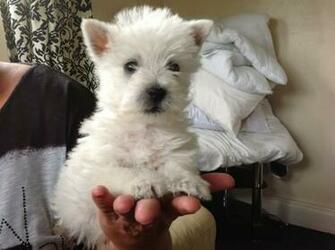 Wallpaper Westie West Highland Terrier Picture