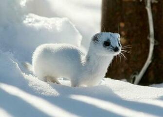 Winter Ferret Ermine X Close