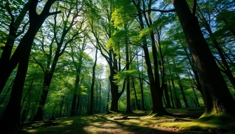 Beautiful Trees Wallpaper