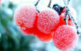 Fruits HD Wallpaper Desktop Apnatimepass
