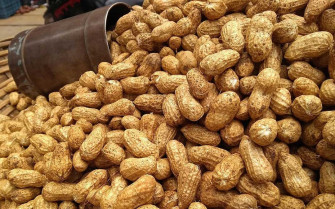 Planting Peanuts Wallpaper