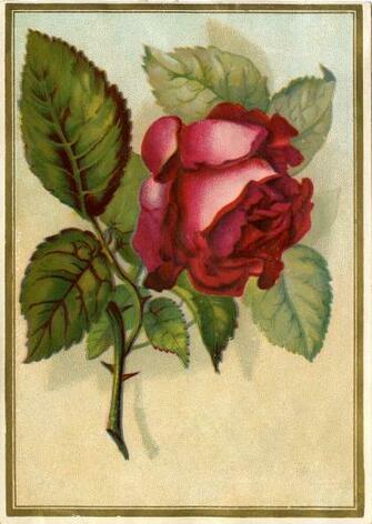 Victorian Image Beautiful Red Rose The Graphics Fairy