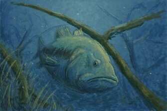 Largemouth Bass By Sebadorn
