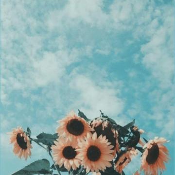 Darshana Borse On Aesthetic With Image Sunflower