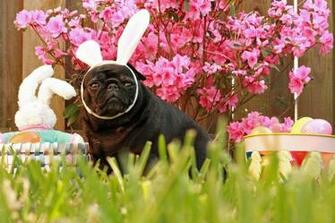 Easter Pug In The Grass Photo And Wallpaper Beautiful