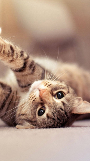 Cat iPhone Wallpaper