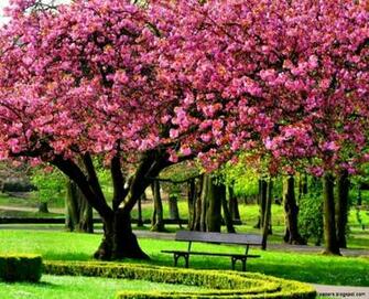 Spring Trees HD Wallpaper Full
