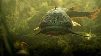 Catfish Wallpaper The Best Image In