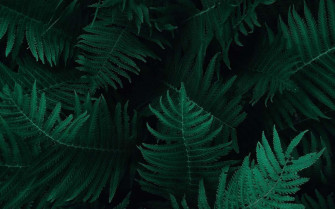 Dark Nature Wallpaper