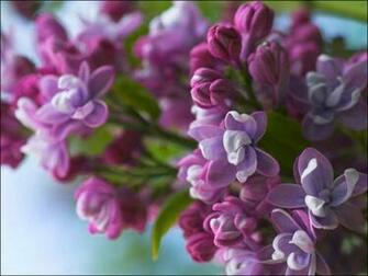 Flowers Purple Lilac High Quality Background Pictures