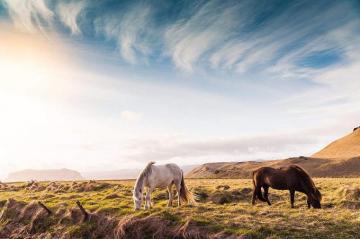 Horses Photos And Image Picjumbo