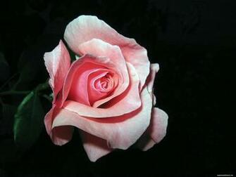 The Pink Rose On A Black Background Flowers