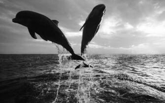 Black And White Wallpaper Of Dolphins HD Animals