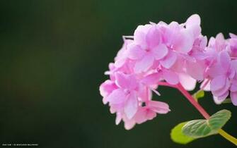 Hydrangea Flower HD Widescreen Wallpaper Flowers Background