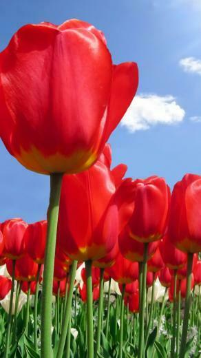 Red Tulip Flowers iPhone Wallpaper HD