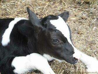 Farm Animals B