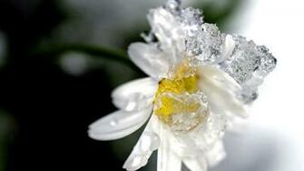 Winter Flower Pictures Wallpaper High Definition