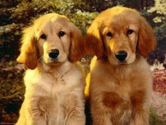 Golden Retriever Wallpaper HD