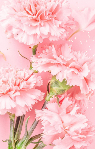 Baby Pink Background Wallpaper