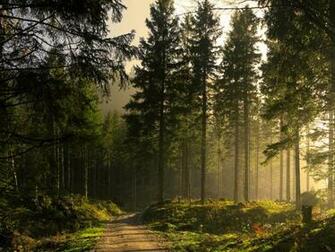 Pine Forest iPhone Wallpaper