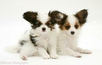 Papillon Wallpaper HD