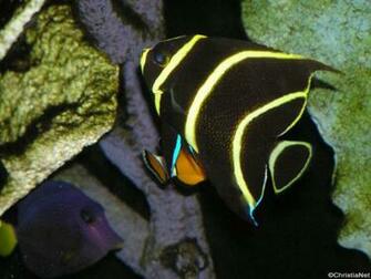 Tropical Fish Wallpaper