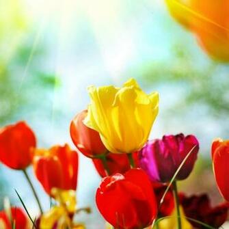 iPad Wallpaper Spring