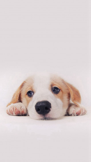 Cute Dog Phone Wallpaper