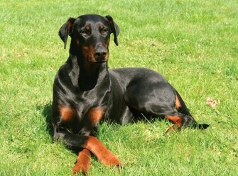 Doberman Pinscher Dog Photo And Wallpaper Beautiful Resting