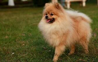 Pomeranian Puppies Puppy HD Photos HDwallpaperbackground