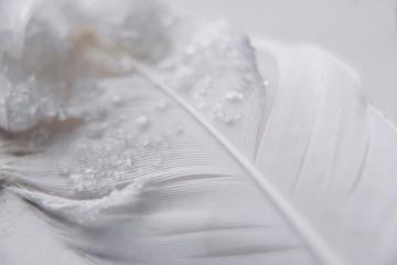 White Feather Pictures Image