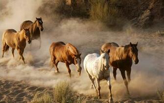 Horse Wallpaper Desktop