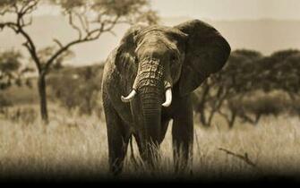Wild Elephant Big HD 1080p High Resolutin Daily Pics Update