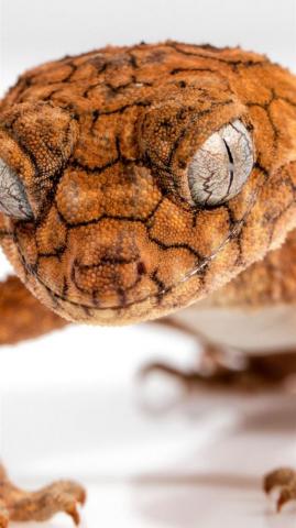 Gecko iPhone Wallpaper