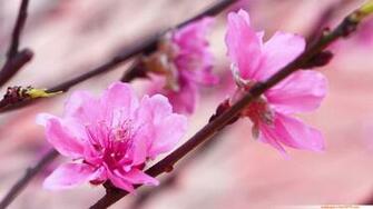 Japanese Cherry Blossom Flower Vietnam Flowers Floral