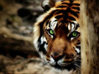 Scary Tiger Eyes Okay Wallpaper