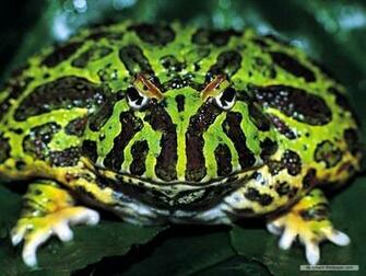 Frogs Image Frog Wallpaper HD And Background