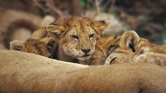 Lions Cubs Full HD Desktop Wallpaper 1080p